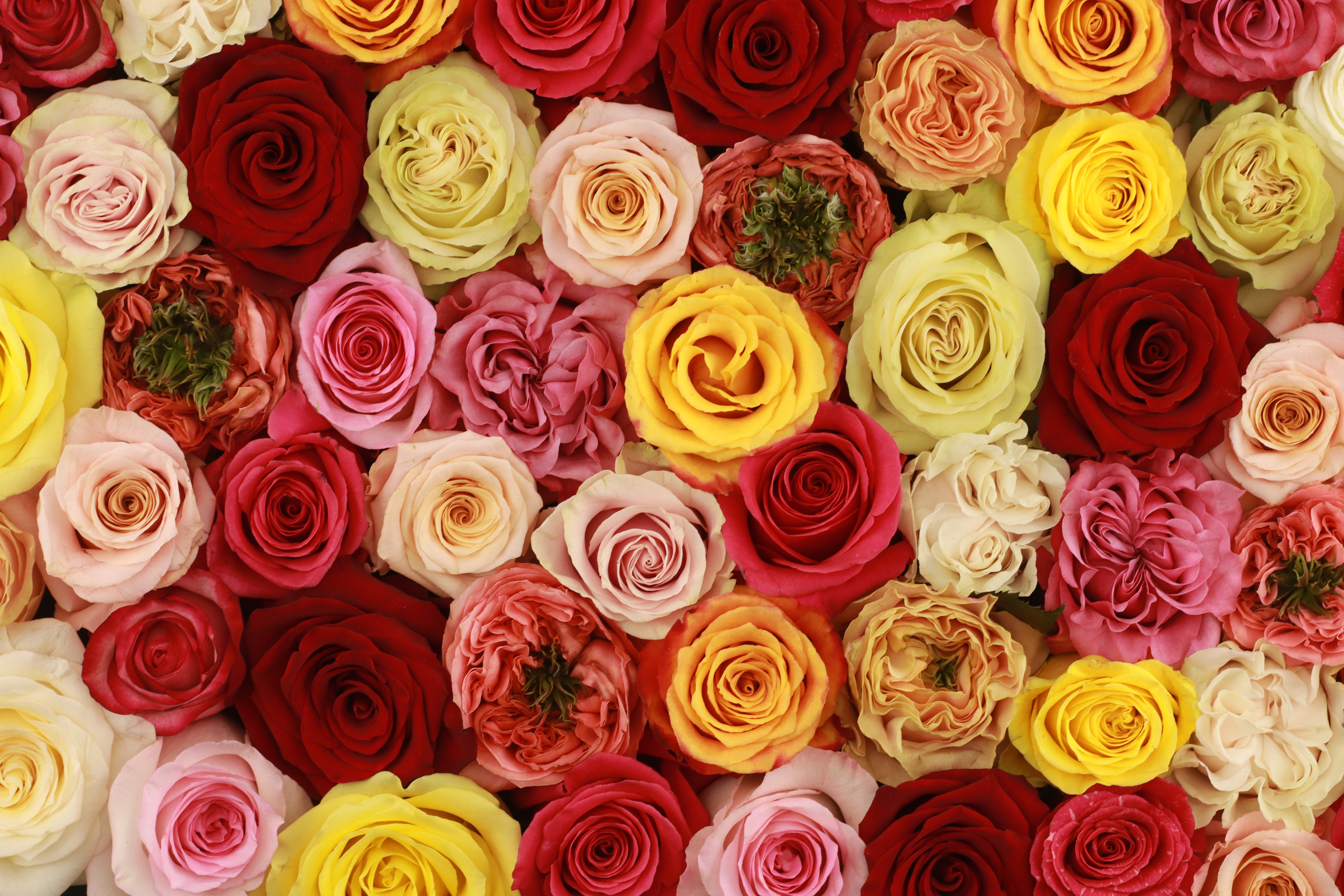 Roses