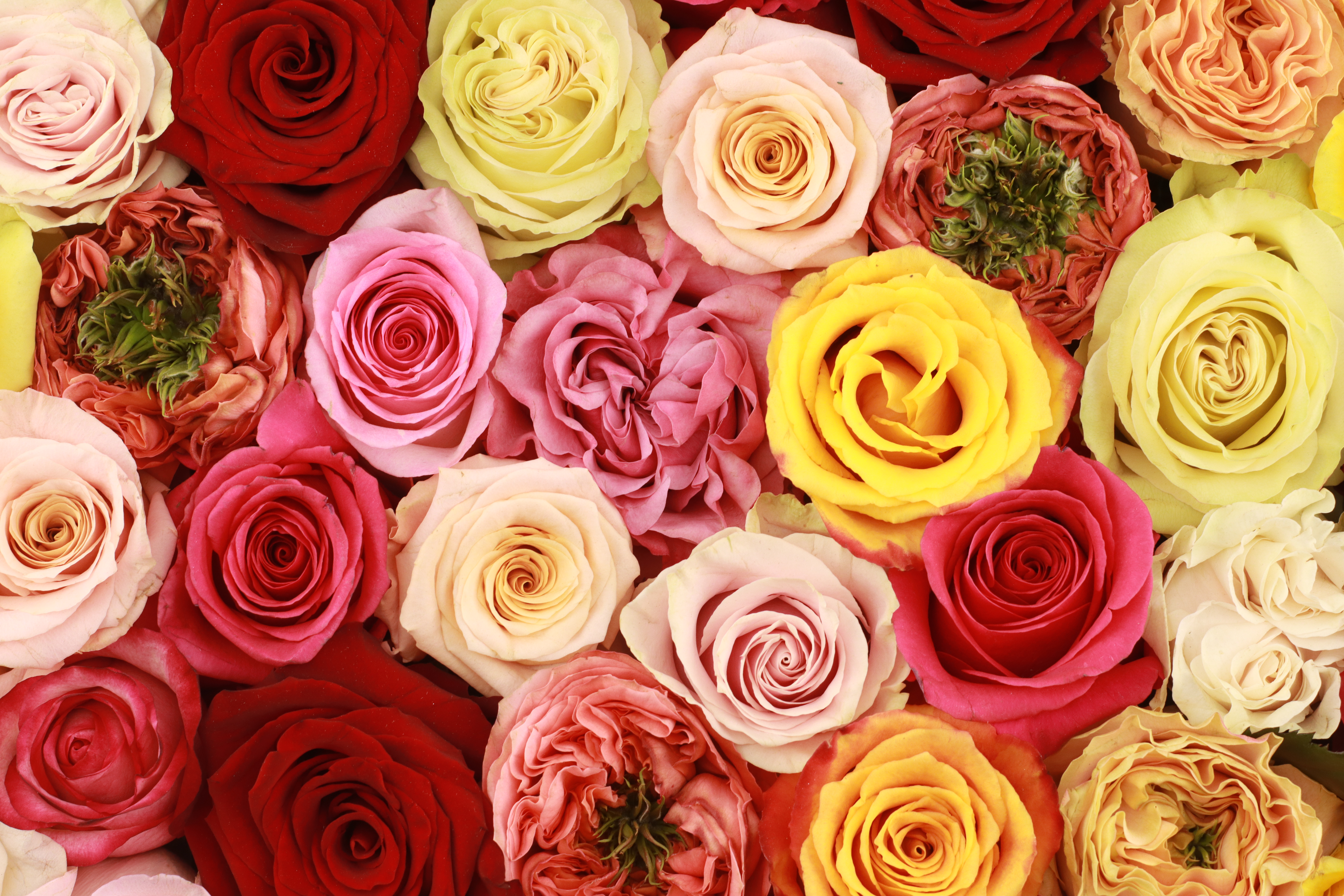 Red Roses